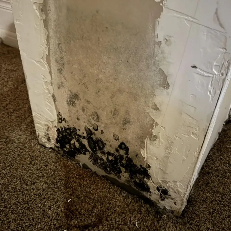 Professional Mold Removal in Henry County, MO